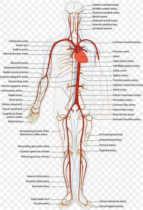 Arteries And Veins Circulatory System Artery Human Body, PNG ...