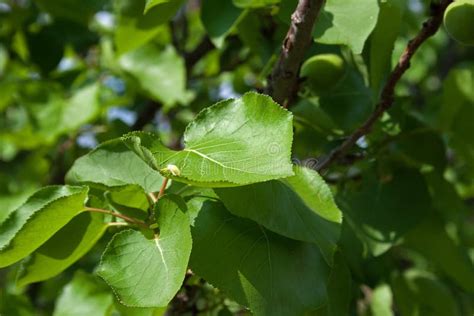 GREEN APRICOT TREE LEAVES stock image. Image of daytime - 94566853