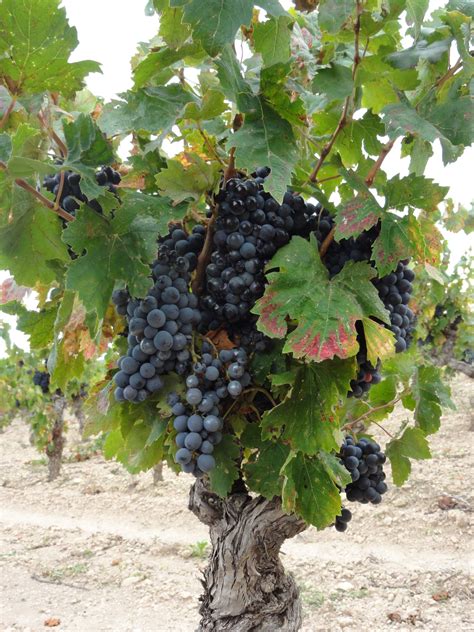 Images Gratuites : arbre, grain de raisin, vignoble, du vin, fruit, France, aliments, rouge ...