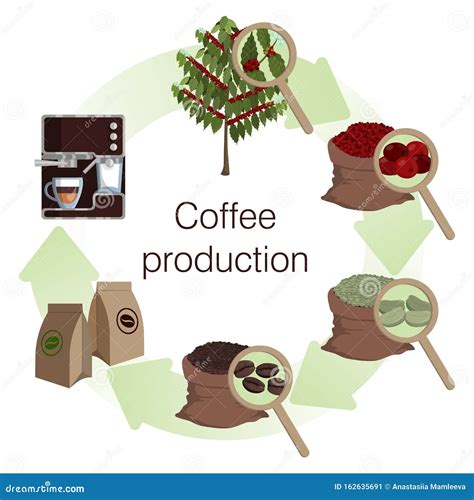 Infografía Proceso Y Etapas De Producción De Café Ilustración del ...