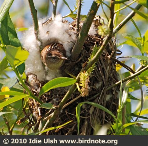 The Marsh Wren's Many Nests | BirdNote