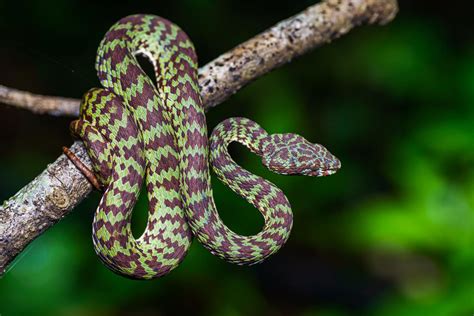 Beautiful pit viper (Trimeresurus venustus)