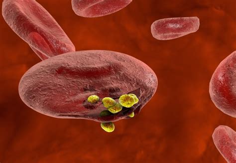 Smart design could prevent drug resistance in new malaria treatments | Imperial News | Imperial ...