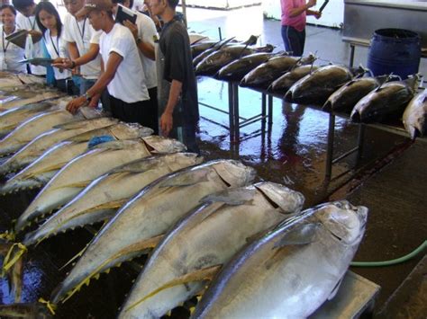 Silent auction for the best tuna in GenSan is an interesting experience ...