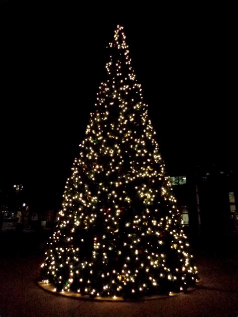 White Christmas Tree Lights at Night Picture | Free Photograph | Photos Public Domain