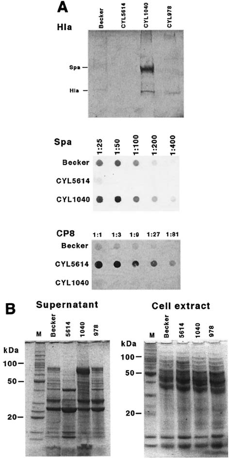 Phenotypic analysis of mgr . (A) The production of alpha- toxin was... | Download Scientific Diagram