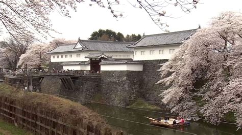 Yamagata cherry blossoms in full bloom | NHK WORLD-JAPAN News