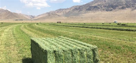 Baling Hay in Very Dry Conditions | Staheli West