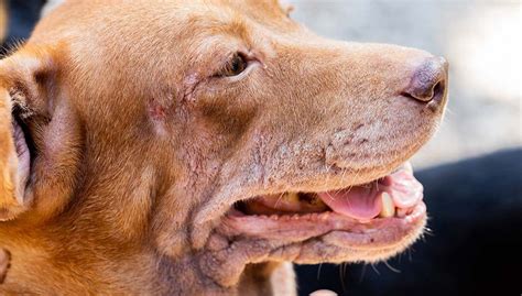 8 Common Autoimmune Diseases in Dogs (With Pictures)