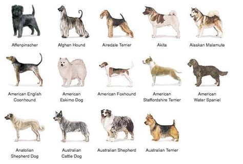 Dog Alphabet, Dog Breeds, A-Z Of Dogs Greeting Card | ubicaciondepersonas.cdmx.gob.mx