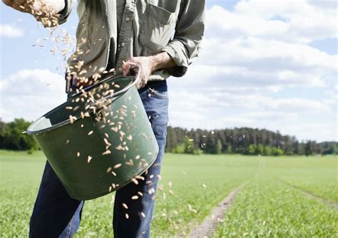 An Overview of Watering Grass Seed