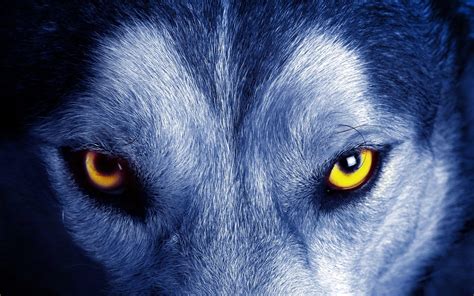 Wolf Eyes Wallpapers - Wallpaper Cave
