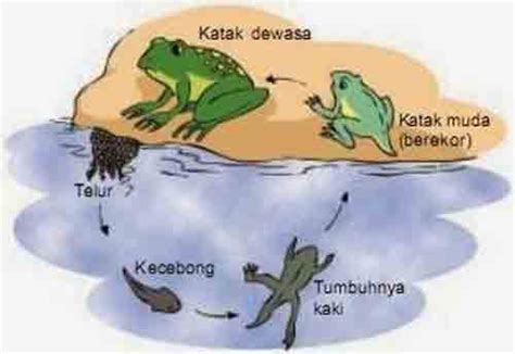 Daur Hidup Hewan : Metamorfosis Sempurna dan Tidak Sempurna ~ Juragan Les