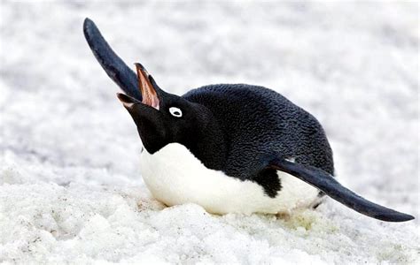 Adélie Penguin – "OCEAN TREASURES" Memorial Library