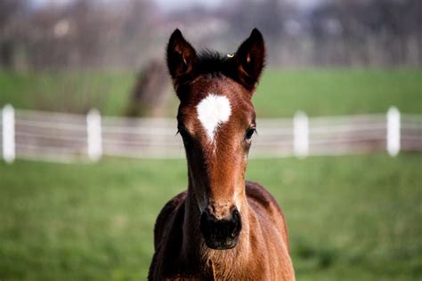 Introduction To Thoroughbred and Standardbred Breeding — The Pennsylvania Horse Racing Association