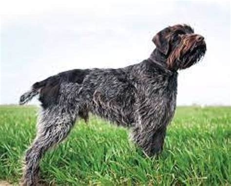 Wirehaired Pointing Griffon Dog Breed Information, Pictures, Characteristics & Facts | Monkoodog