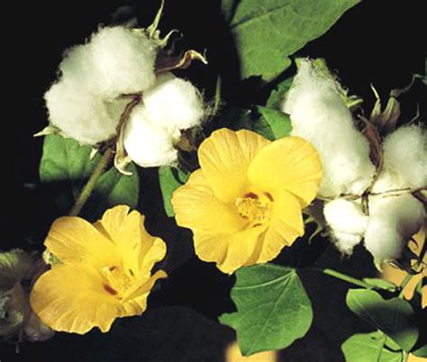 Cotton Levant Seeds - Gossypium Herbaceum