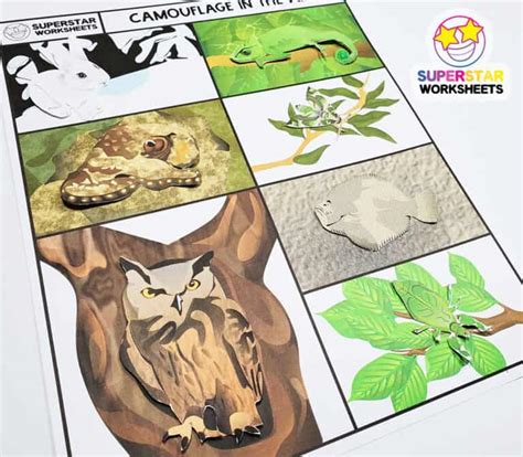 Camouflage Animals Worksheet