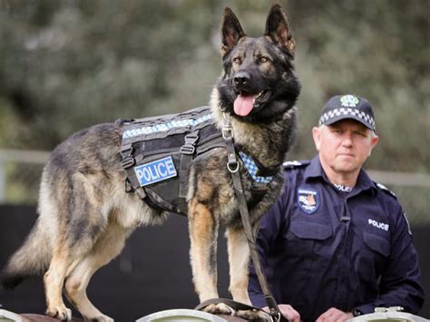 South Australian police dogs get special protective uniforms