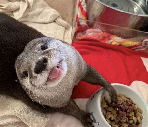 Cute Otter Eating Food | Otters Cute, Baby Otters