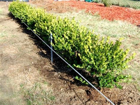 How to Plant a Dwarf Boxwood Hedge | Boxwood landscaping, Front yard hedges, Boxwood garden