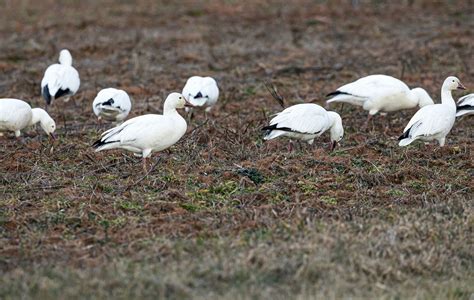 Snow geese migration at Middle Creek ‘has passed its peak’ - pennlive.com