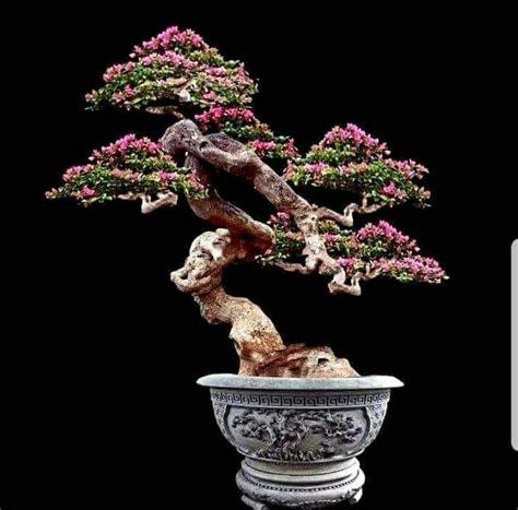 Pin by Walther Solis Contreras on Bonsai | Bonsai tree, Bonsai tree types, Bonsai fruit tree