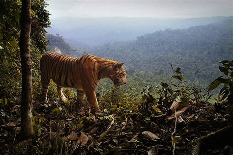 Sumatran tigers fall 17 per cent and have just two strongholds | New Scientist