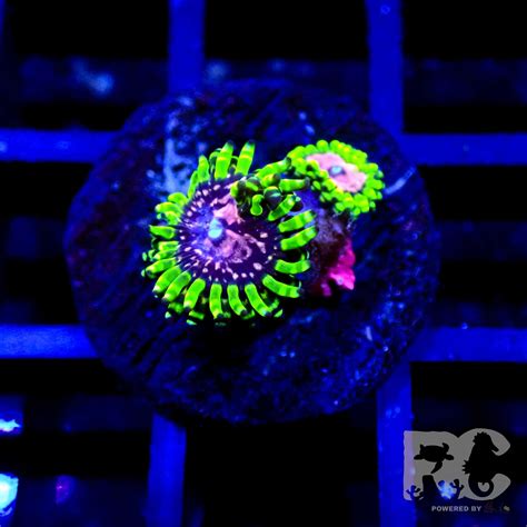 WWC Purple Monster zoanthus | Reef Corner