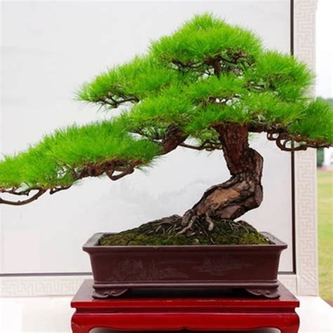 20pcs / Japanese black pine seeds, indoor bonsai tree seeds-in Bonsai ...