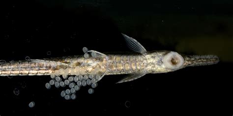 Twig catfish | Smithsonian's National Zoo and Conservation Biology Institute