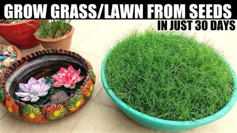 How To Grow Grass From Seed | SEED TO FINAL RESULT – Happily Natural