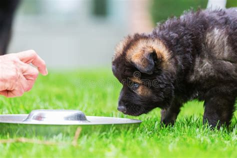 Old German Shepherd Puppy at a Feeding Bowl Stock Image - Image of ...