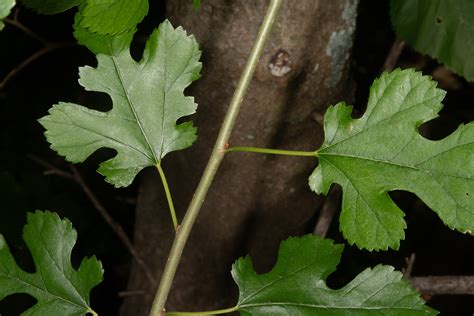 Morus rubra (Red mulberry)