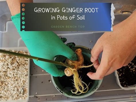 How to Grow Ginger in Pots - Transplanting from Water Propagation