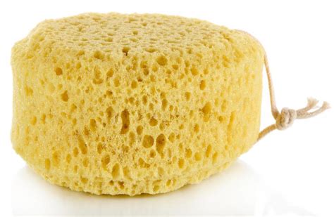 What are Sea Sponges Used for? (with pictures)