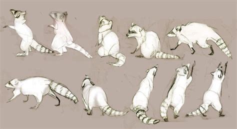 raccoon anatomy - Google Search | Animal sketches, Raccoon art, Raccoon drawing