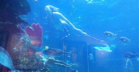 Watch the Real-life Mermaids at the Silverton Casino