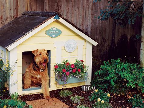 How to Create a Dog-Friendly Garden That Humans Will Love Too