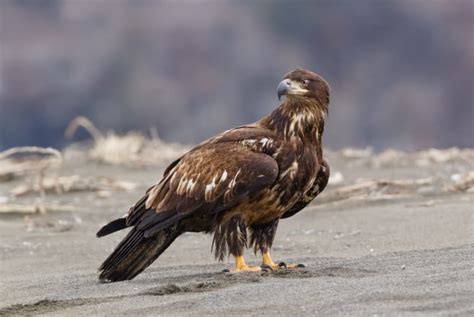 14 Bold Facts About Bald Eagles | Mental Floss