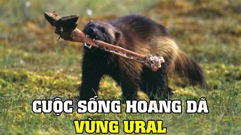 Vùng Ural Hoang Dã ( Nước Nga Hoang Dã ) | Khám Phá Thế Giới Động Vật ...