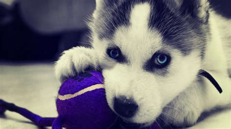 Husky Puppy Wallpaper - WallpaperSafari