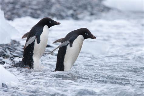 Adelie Penguin photograph, Pygoscelis adeliae, Shingle Cove, Coronation Island, South Orkney ...