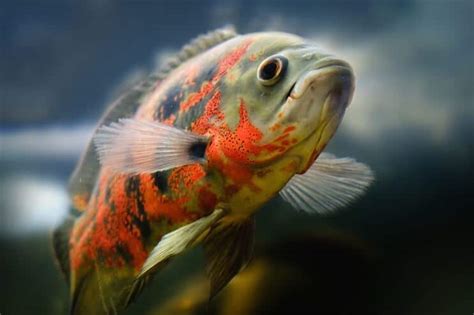 The Top 10 Most Beautiful Types Of Oscar Fish | Fishkeeping World