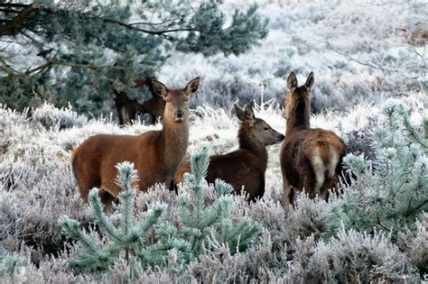 How Do Deer Survive Winter? — Forest Wildlife