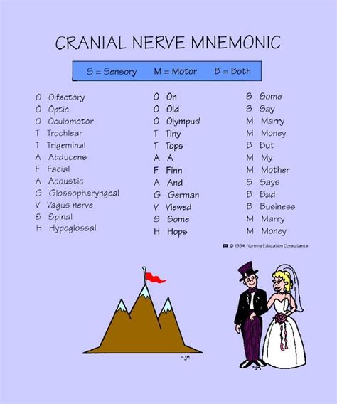 cranial nerve mnemonic | Cranial nerves mnemonic, Cranial nerves, Mnemonics