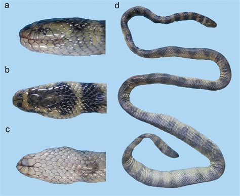 Sea snakes (Elapidae, Hydrophiinae) in their westernmost extent: an ...