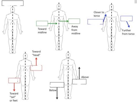 Anatomical Positions-Sagittal plane Diagram | Quizlet