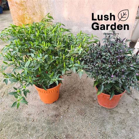 Chili Plant Hot/ Pokok Cili Api 辣椒树 150mm Pot Edible Live Plant ...