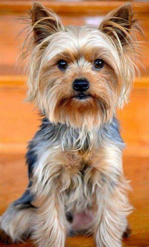 Reminds me of my late yorkie,Rock. | Yorkshire terrier dog, Yorkshire terrier puppies, Yorkie ...